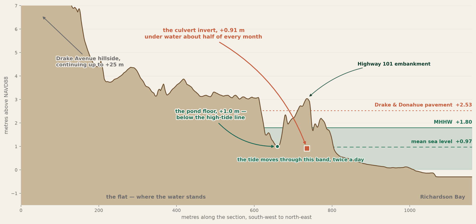 Measured cross-section from the Drake Avenue hillside to Richardson Bay, with heights marked in meters. The ground falls from the hillside to a flat at about 3 meters (10 ft), dips to a pond floor at about 1 meter (3 ft), rises over the Highway 101 embankment and drops to the bay. A shaded band shows the daily tide range, and the pond floor and the culvert floor both sit inside it.
